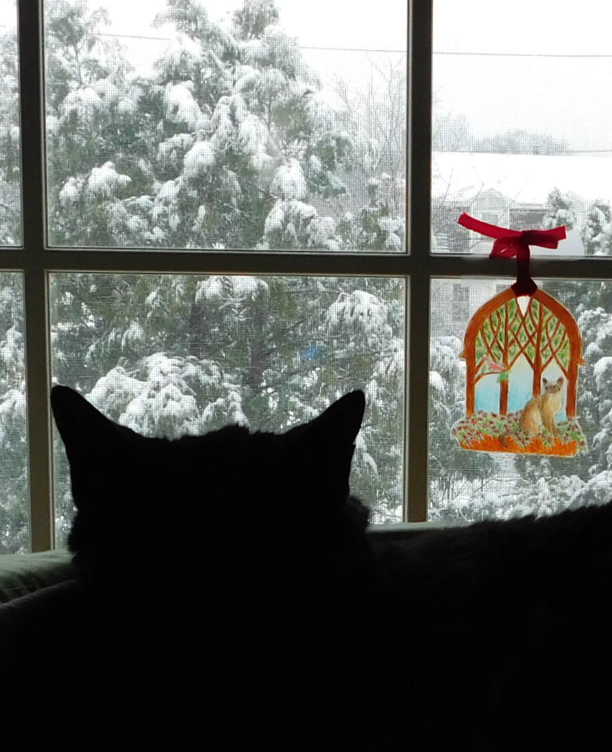 cat and snow