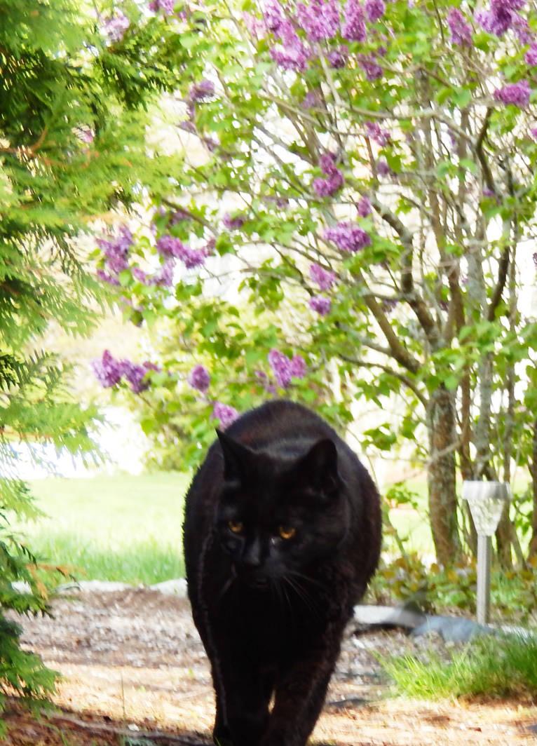 Cat and Lilac Blossoms